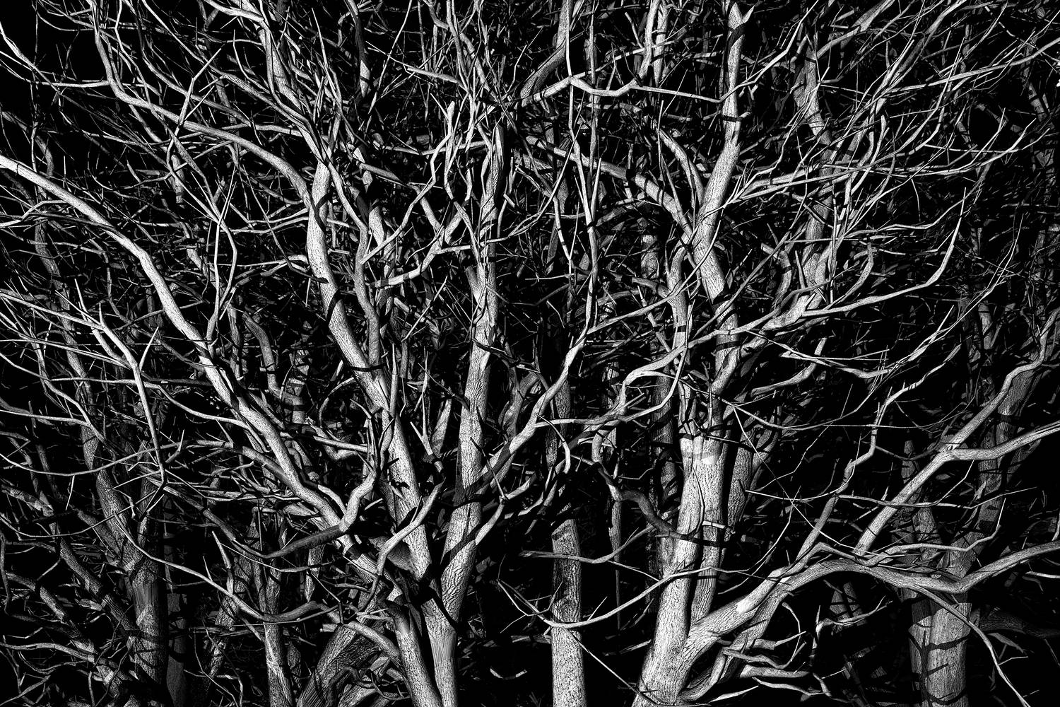 OAK&amp;LIGHT-2DBW-10000sm by Maya Douglas