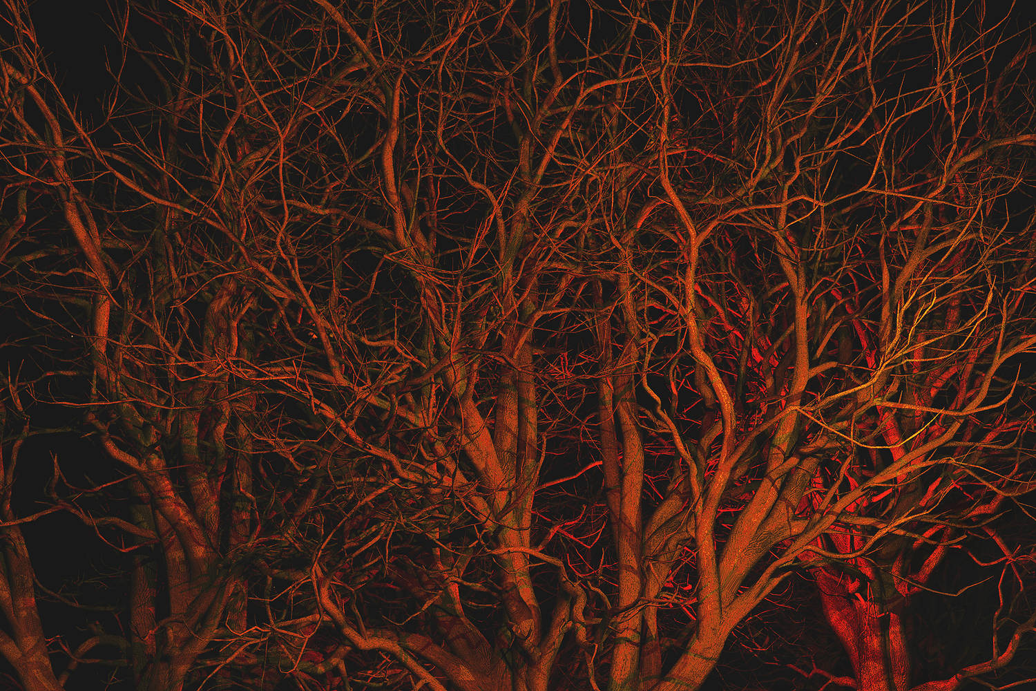 OAK&amp;LIGHT-2B-3000sm by Maya Douglas