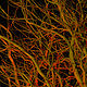 OAK&amp;amp;LIGHT-2D2-10000sm by Maya Douglas