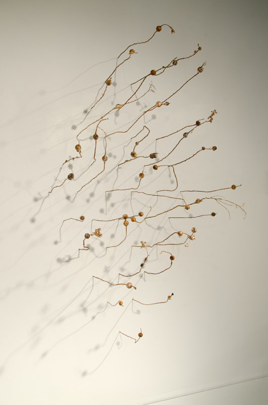 Goldenrod Doodle  by Troy Nickle