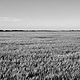 Lone Tree ND by Theodore Diamond