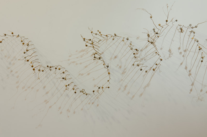 Goldenrod Doodle by Troy Nickle