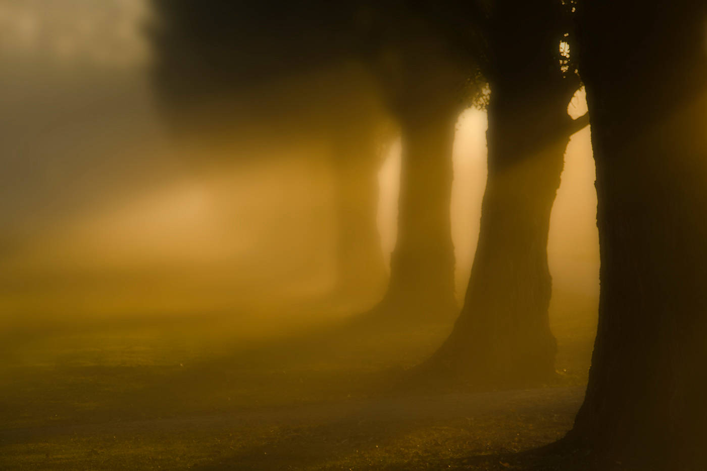 Trees &amp; Light by Jim Friesen