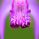 Bletilla Striata- by Richard  Ashby