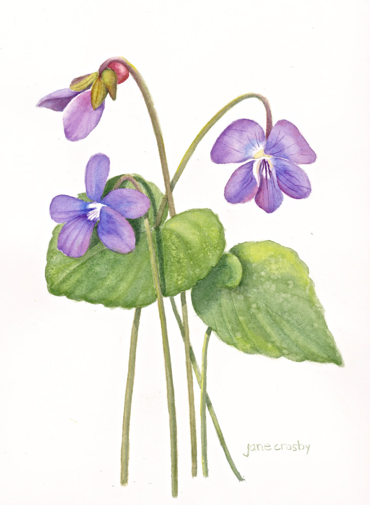 Watercolor Purple Violets, New Brunswick by Jane Crosby
