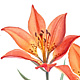 Watercolor Western Red Lily, Saskatchewan by Jane Crosby