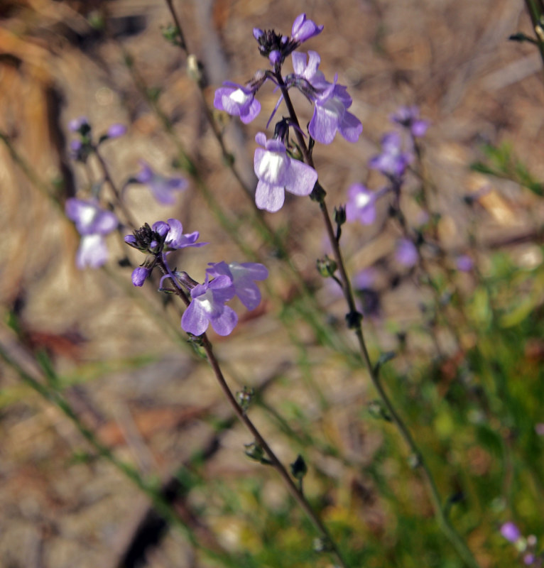 Purple Flowers I by Michele Barnes