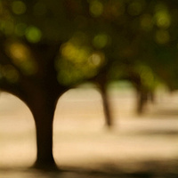 Jericho Beach Tree 1 by Jim Friesen