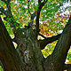grandfather tree  by Lisa Kane