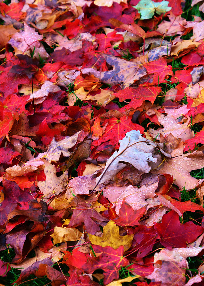 red leaf carpet by Lisa Kane
