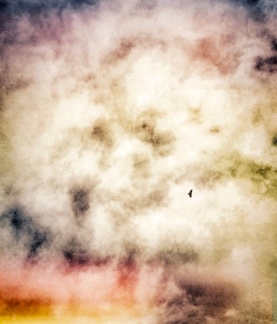 Soaring by Elaine Lauzon