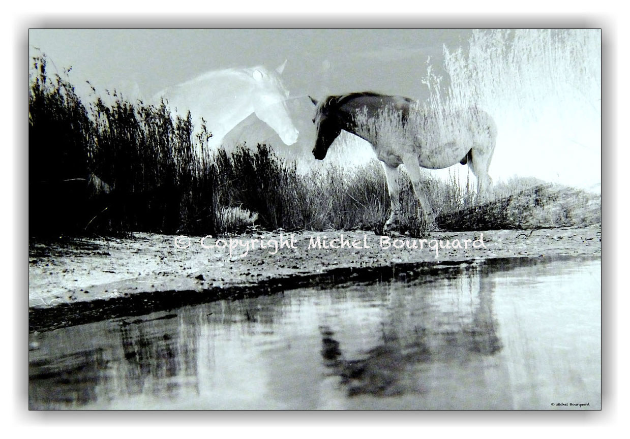 Wild Horses and his reflect by Michel Bourquard