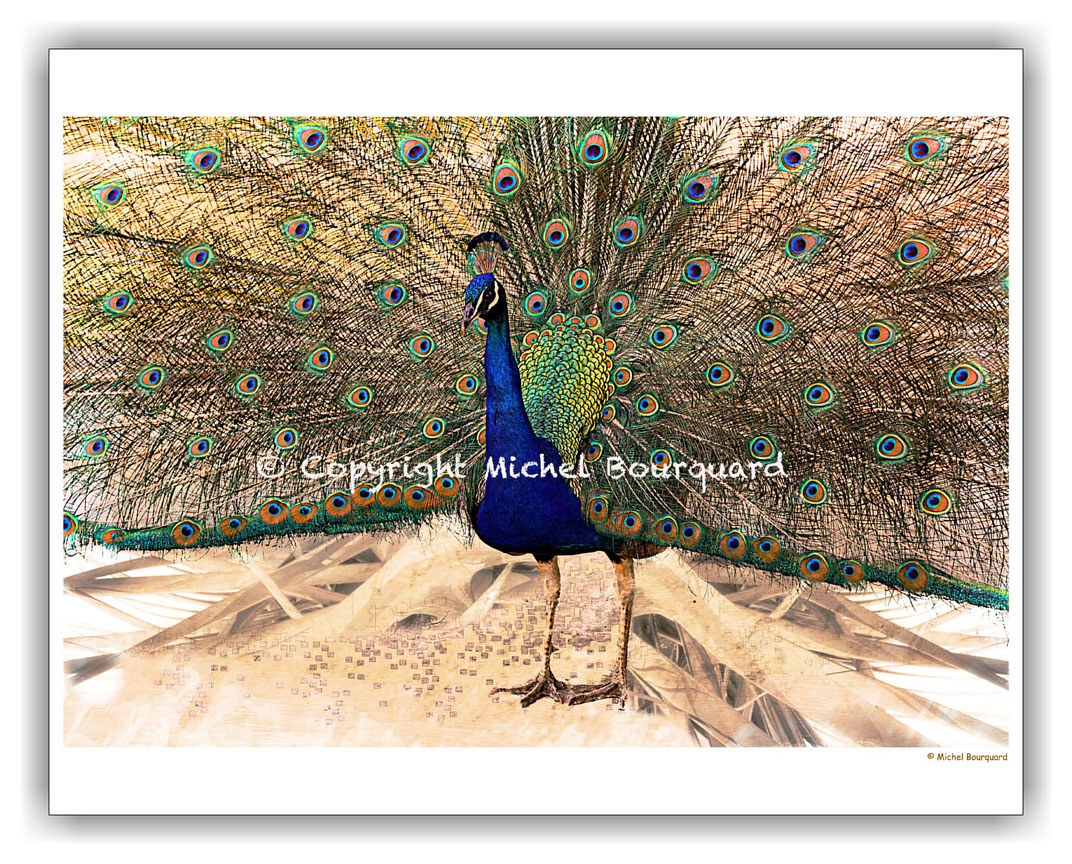 graphic peacock by Michel Bourquard