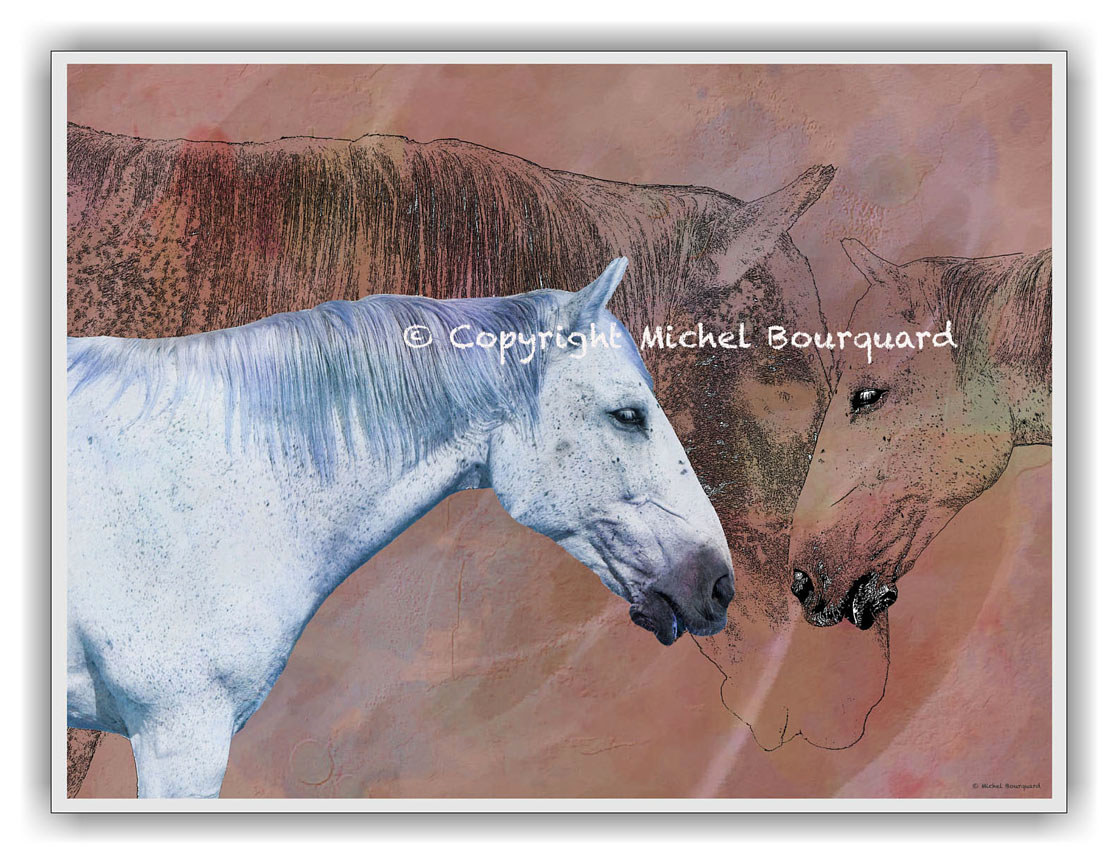 Two white horses - Pastel by Michel Bourquard