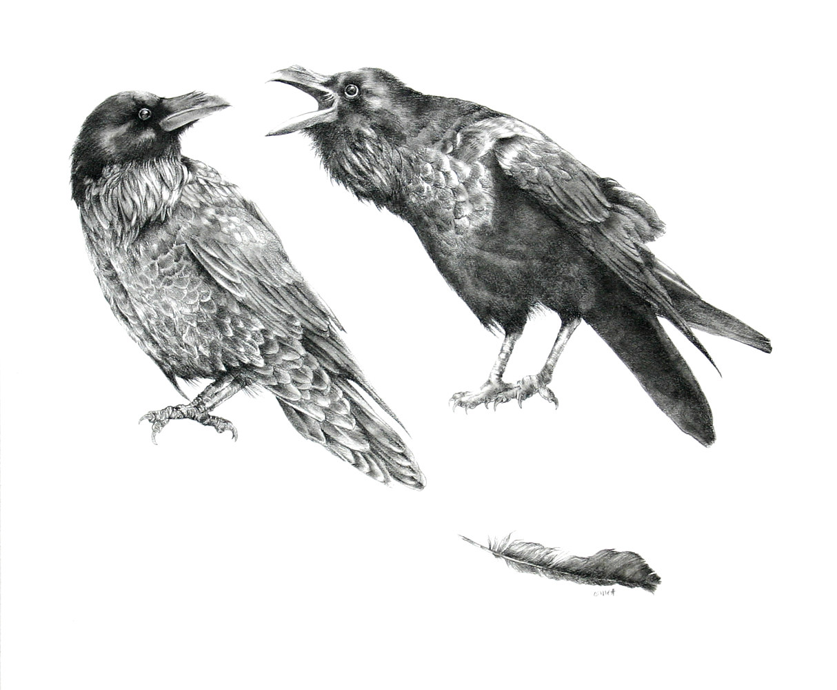 Drawing The Lost Feather by Ellen Cornett