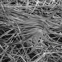 Photography Untitled (Grass 1) - 2012 by Scott Ross