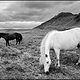 AAA_9372 B&amp;amp;W 2 Horses copy by Jim Friesen