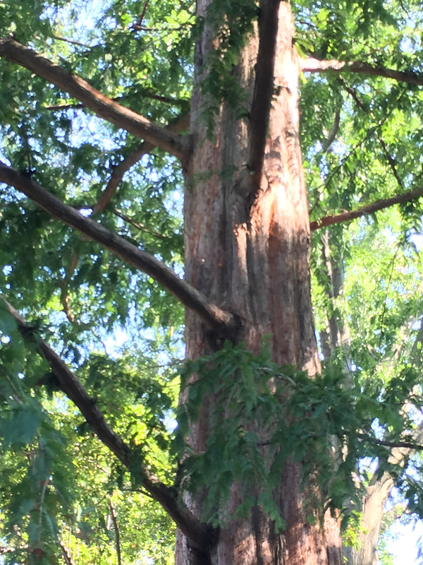 Redwood Branches Anastasia O'Melveny Visual Artist & Photographer