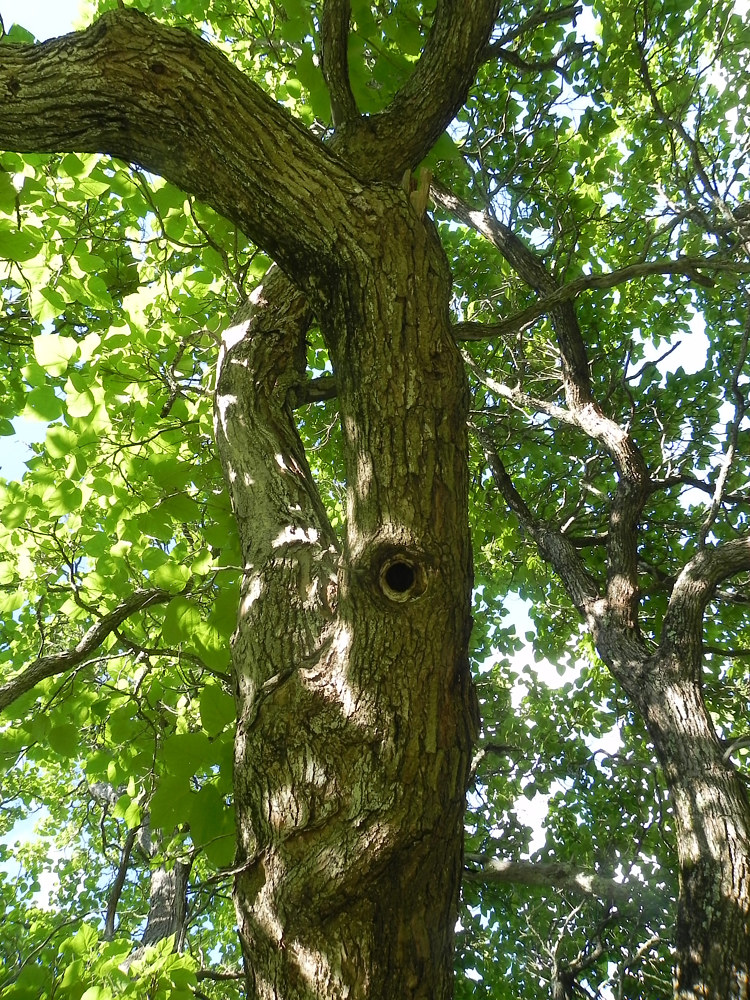 Eye in the Forest by Anastasia O'melveny
