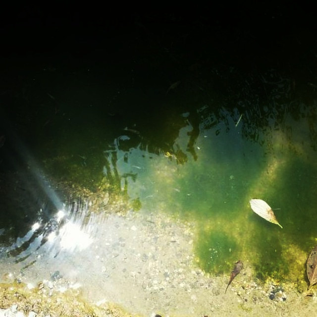 Print Algae in Water by Jacqueline Bell Johnson