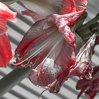 &quot;The Bloom is Off&quot; by Hunter Madsen