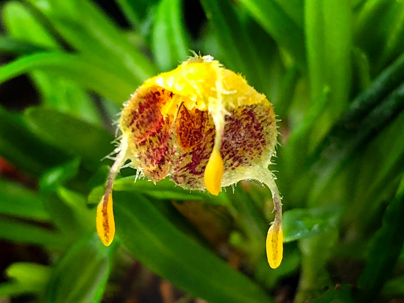 Masdevallia erinacea-IMG_0141 by Richard  Ashby
