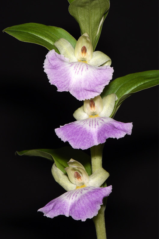 Brachycorythis helferi-DRR_2834-copy by Richard  Ashby