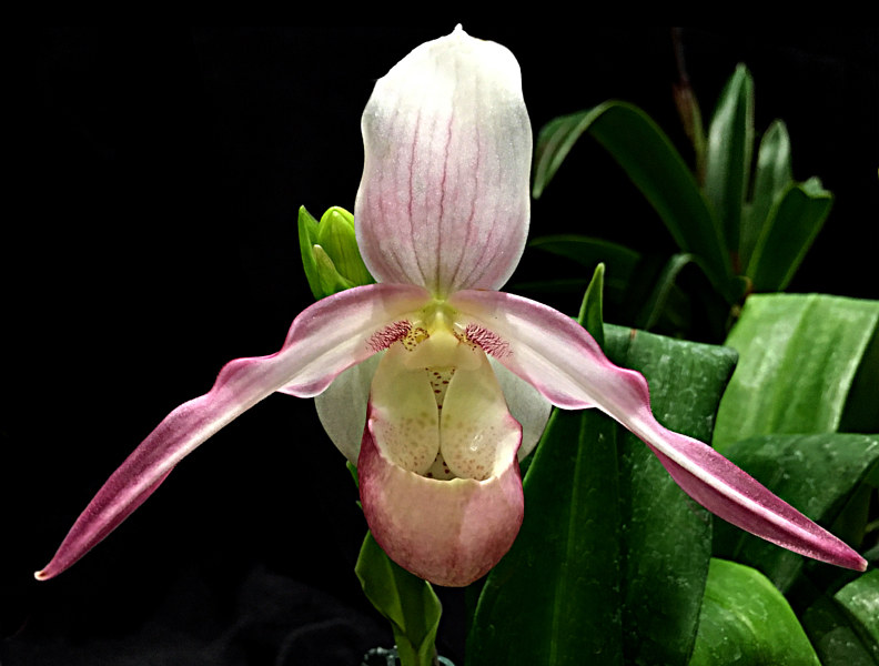 Phragmipedium Calurum ;Millie-IMG_3294-copy by Richard  Ashby