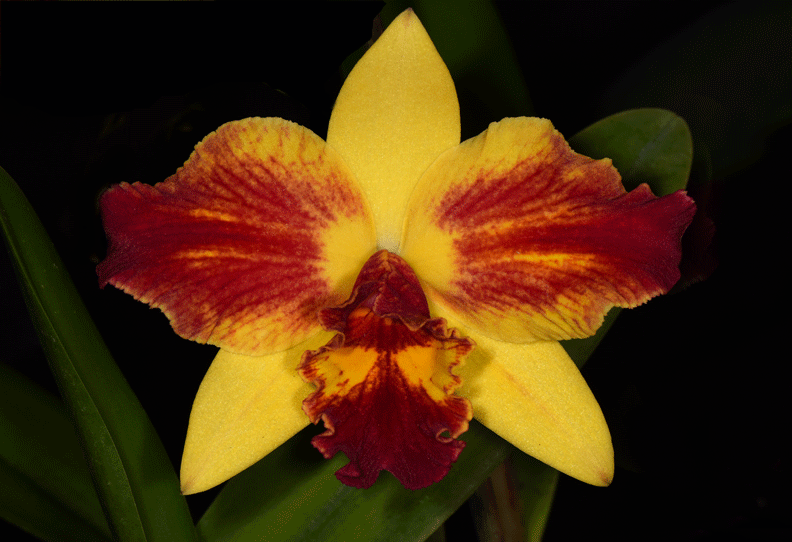 Slc Fire Magic 'Solar Flair'-DRR_1798-copy by Richard  Ashby
