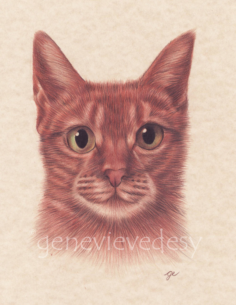 Dessin de Chat 2, 2000 by Genevieve Desy
