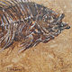 FossilFish1small by Terry Joseph