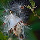 MILKWEED SEEDS READY TO FLY by Joeann Edmonds-Matthew