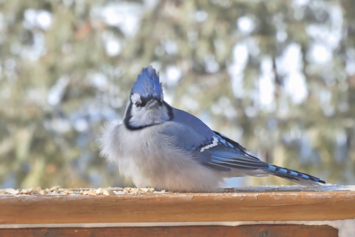 Blue Jay  by Marc Brisson