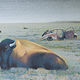 Oil painting A Drive By by Raymond Noesen
