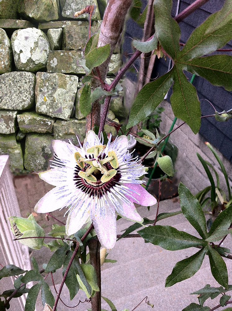 Passion Flower by Anastasia O'melveny