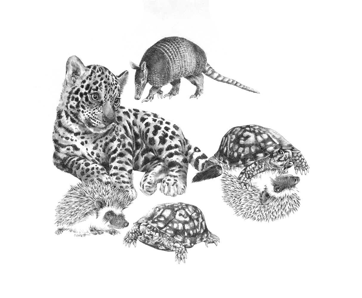 Drawing The Beginning of the Armadillos by Ellen Cornett