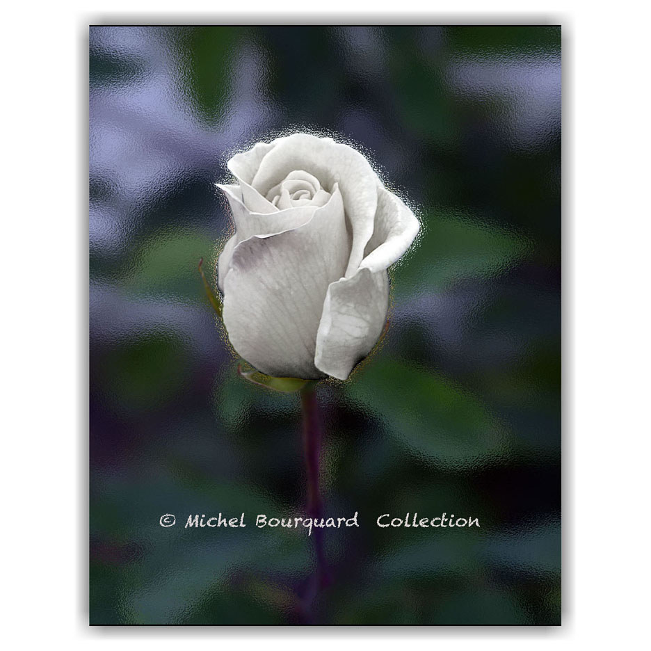 59_Yellow Rose white  2 by Michel Bourquard