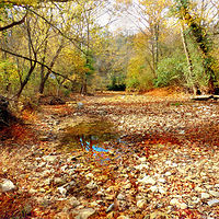 Photography Kentucky Autumn by David Neace
