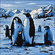 Pinguins by Angelo Mariano
