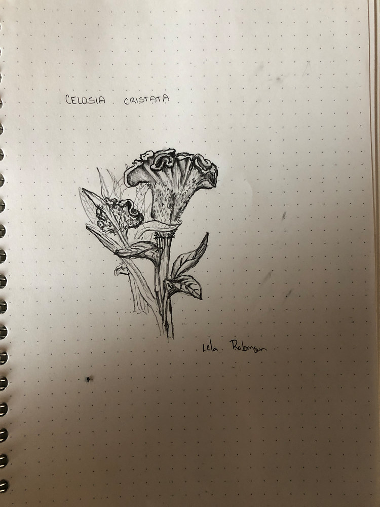 Celosia cristata by Lela Robinson