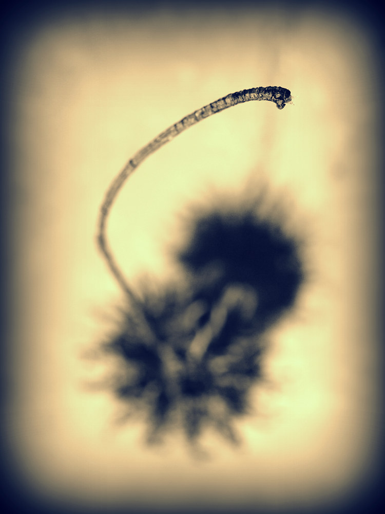 Sweetgum Seed Stalk by Stuart Diekmeyer