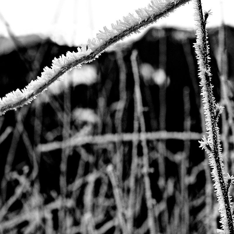 &quot;Bent Twig&quot; by Hunter Madsen