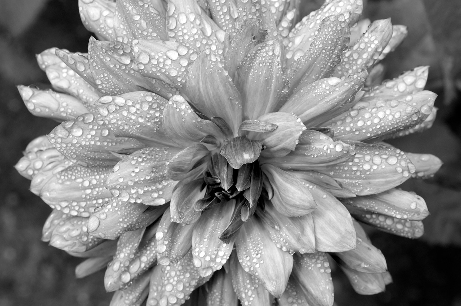 Untitled by Kathleen Gross