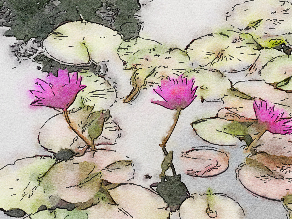 Water Lilies by Allyson Malek