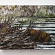 Oil painting 2022.  Beaver #2. 8 x 20 in  by David  Maxim