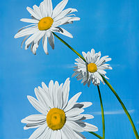 Oil painting Three Daisies 1 2012 by John Lace