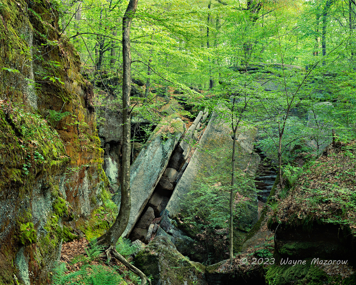 Ledges, Spring Foliage - Wayne Mazorow Photography