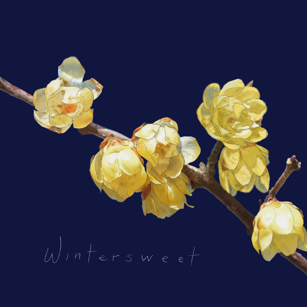 Wintersweet Studio by Amber MacGregor