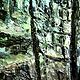 Oil painting A Walk in the Hemlock Forest 9x9in oil by Michael Gaudreau