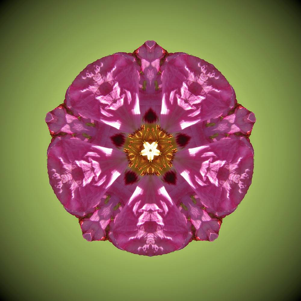 Photography Peony 2 by Amber MacGregor